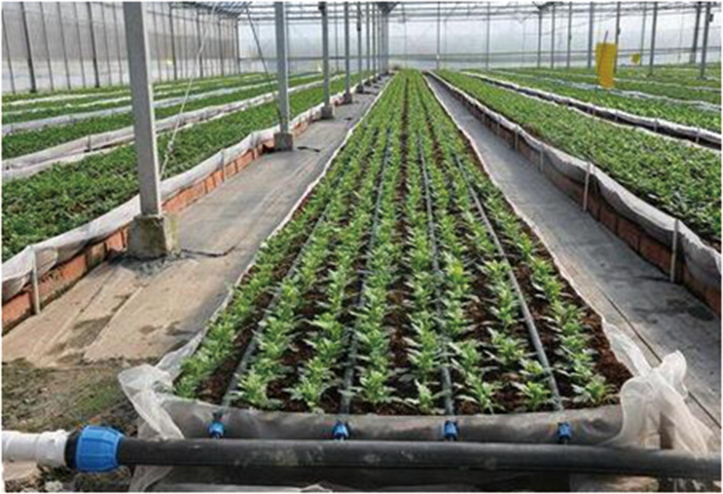 Irrigation System